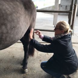 Tiertherapeutin für Tierkommunikation Eva Pfyffer Huf und Tatze Tiertherapie Tierkommunikation